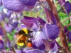 sam_5782