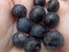 sam_7325