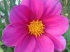 sam_7450