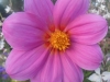 sam_7459