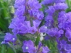 sam_7470