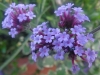 sam_7499