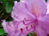 sam_4220