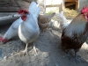 sam_4954