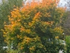 sam_9155