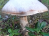 sam_8399