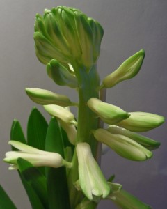 vinterblomma